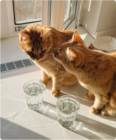 Коськи пьют воду
